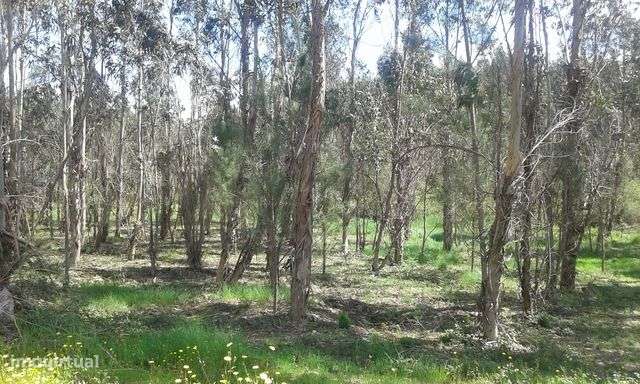 Terreno com 5000m2 em Ribeira do Fárrio, Camarões, Concelho de Ouré - Grande imagem: 2/9