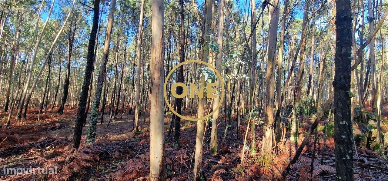 Fantástico Terreno Rústico de 7230m2 em Cabanas, Santo Tirso, Porto - Grande imagem: 5/9