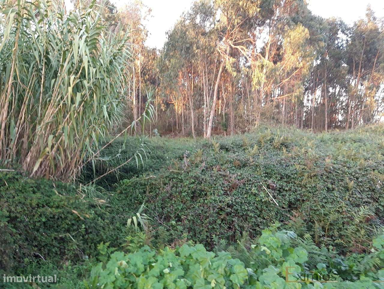 Terreno, para venda, em Argivai - Grande imagem: 5/6