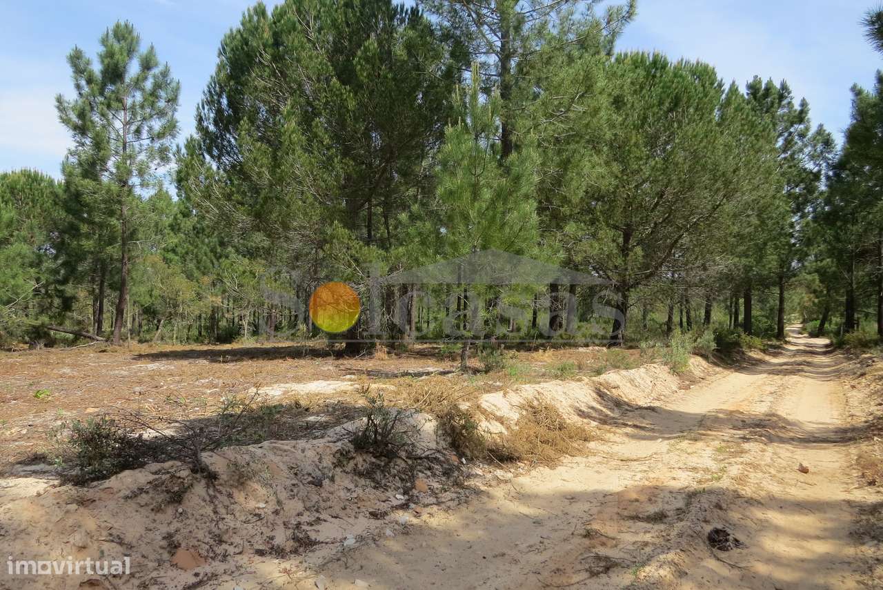 Terreno rustico em Melides - Grande imagem: 2/18