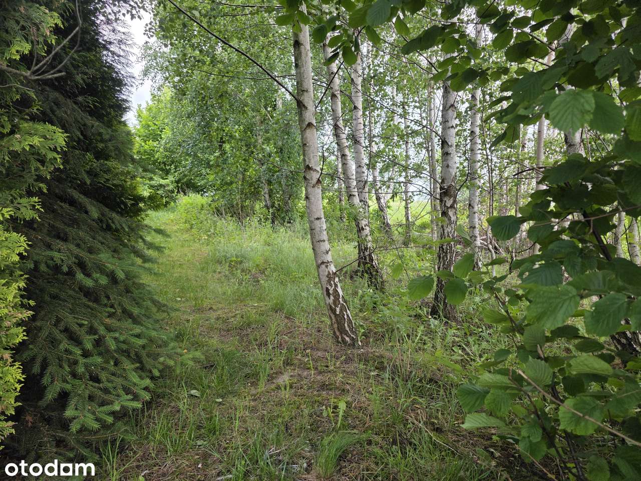 Działka budowlana | 1135m2 | Gąski ul. Leśna - Pełny obrazek: 5/10