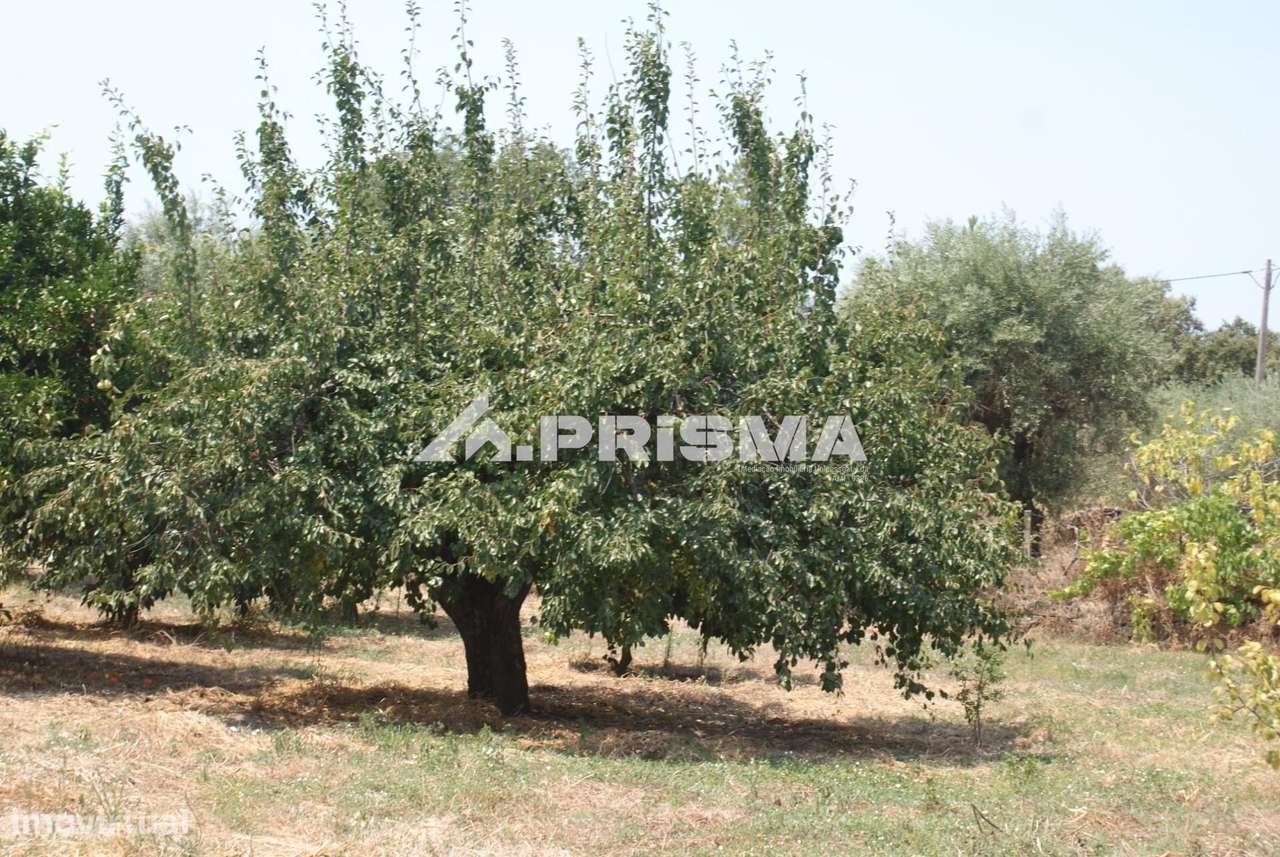 Quinta para Venda em Orca - Fundão-6