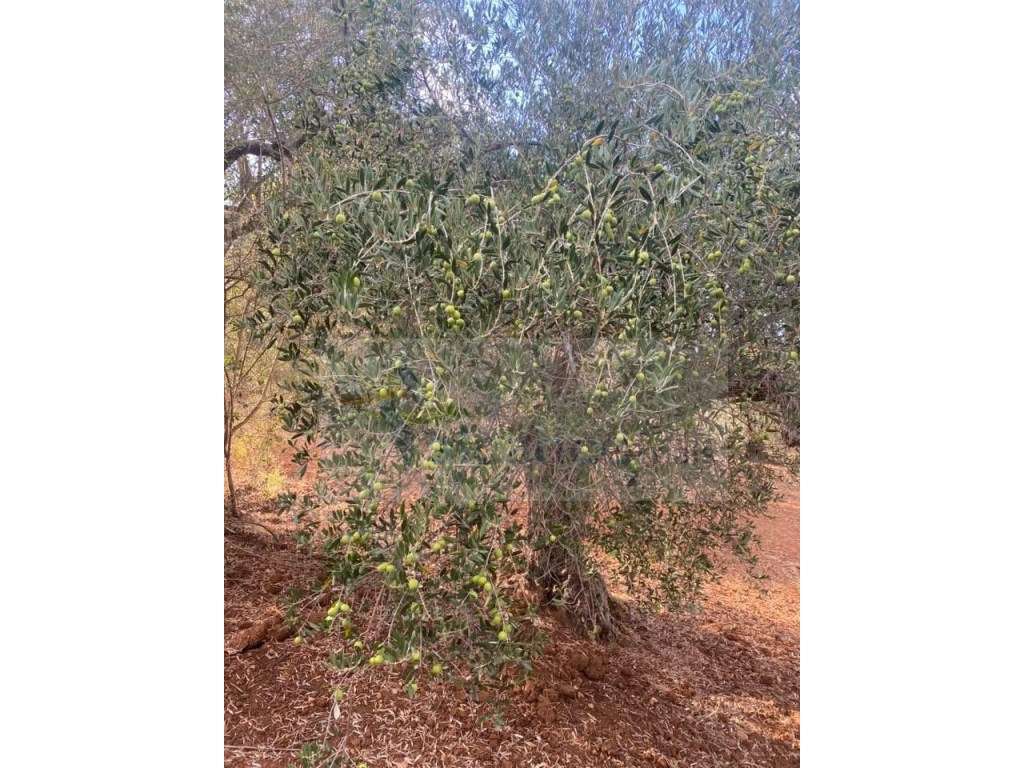 Quintinha Agricola em Vila Nova de São Bento-15