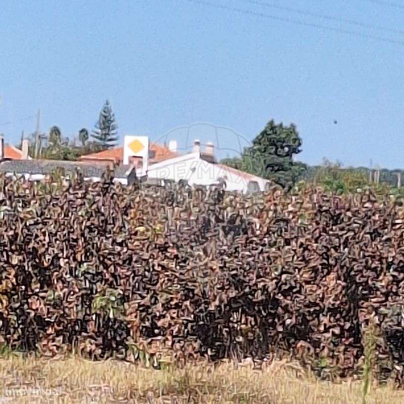 Quinta  para venda - Grande imagem: 5/12