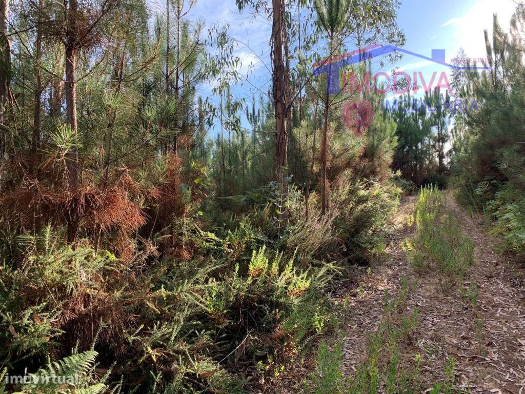 Terreno de pinhal em Adega, Graça - Grande imagem: 5/5