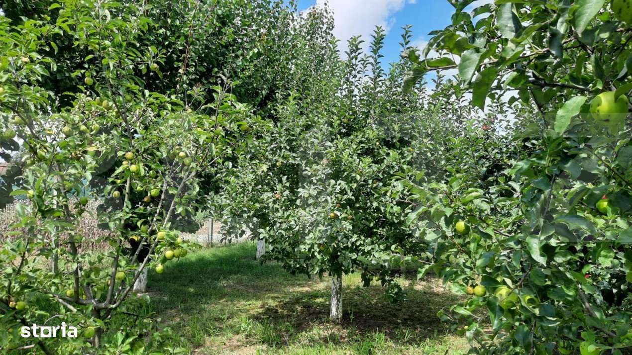 Casa individuala, 268 mp utili, 2145 teren, livada, Turda - Imagine principală: 3/19