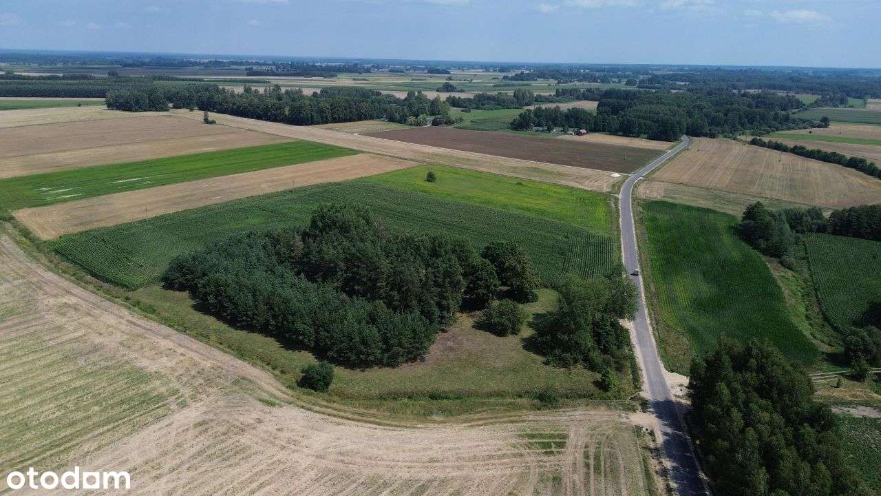 SIedlisko - kolonia Kuraszewo- 3,2946ha - las, rolne! DOM! - Pełny obrazek: 5/20