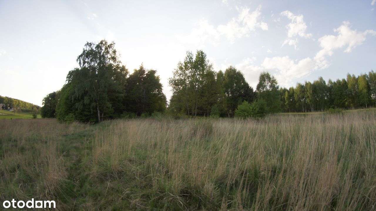 Rybnik - Malownicza działka leśna na sprzedaż-8