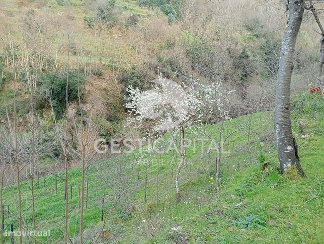 Oportunidade Única: Quinta para Habitação, Turismo ou Agricultura em M-37