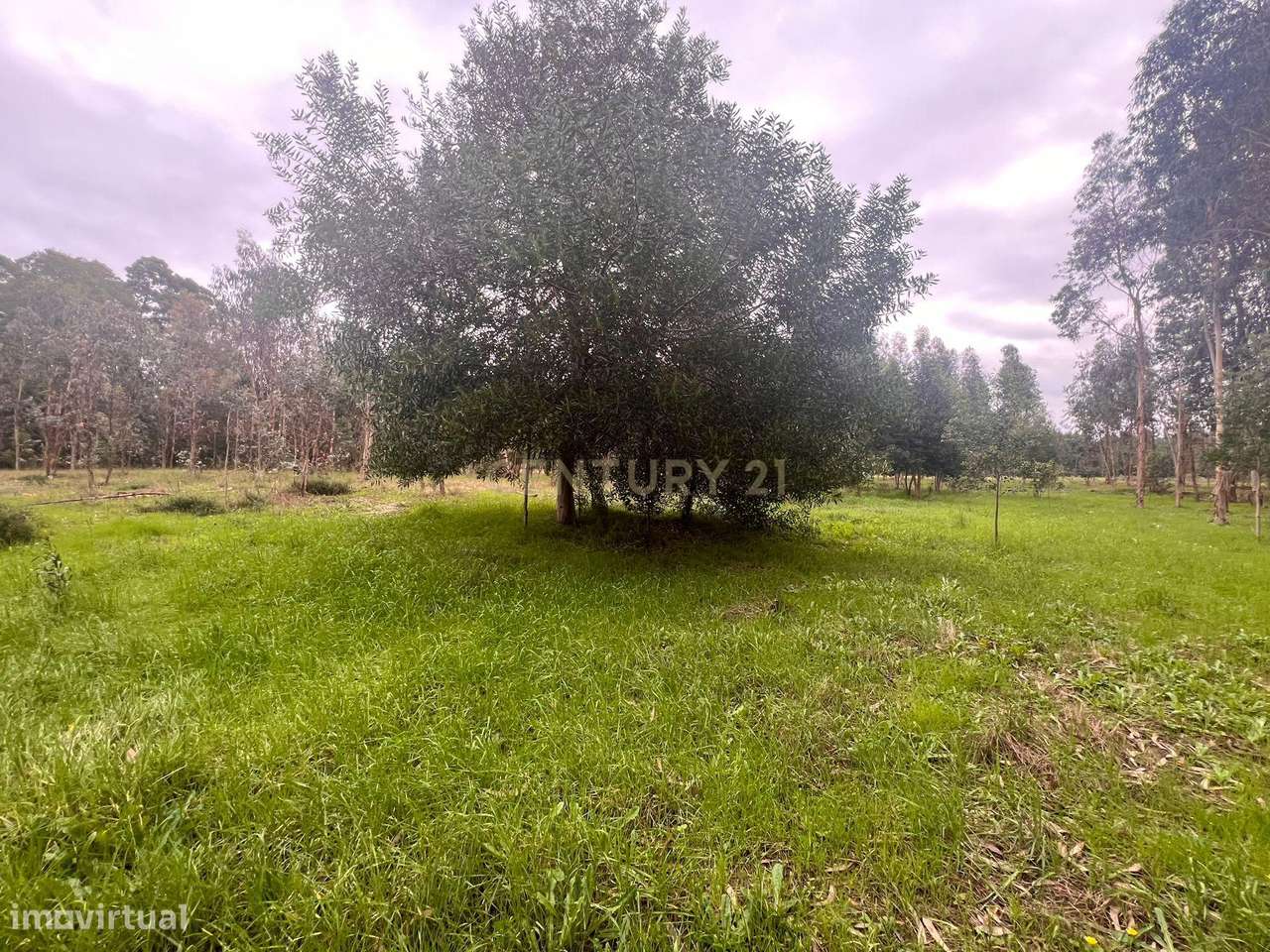 Eucaliptal - Monte - Para VENDA - Calvão - Grande imagem: 4/24