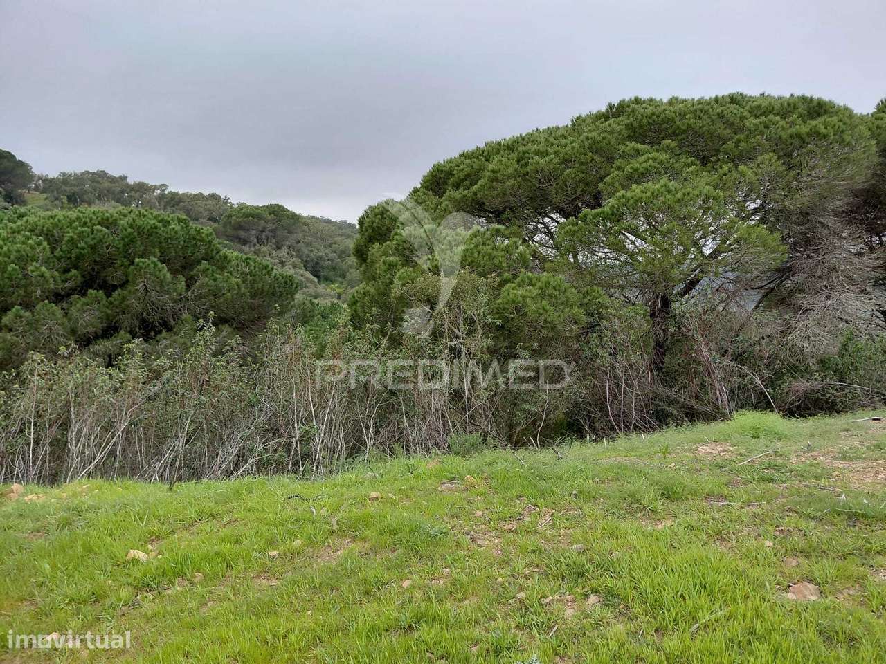 Terreno rústico com 4,050 hc,Quinta Nova, São Francisco da Serra. - Grande imagem: 3/10