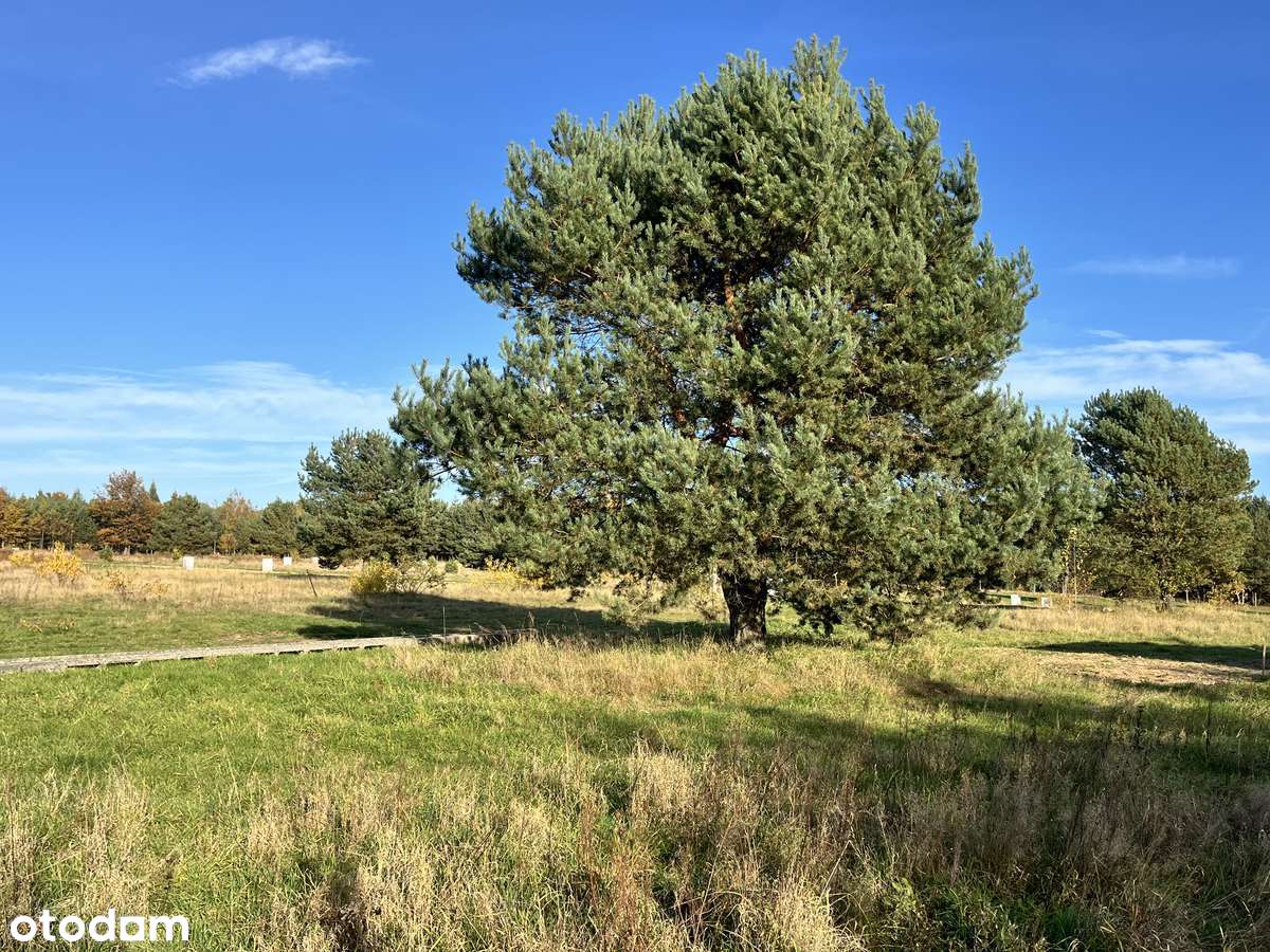 "LEŚNY ZAKĄTEK" - Olszyna koło Herb - Pełny obrazek: 5/19