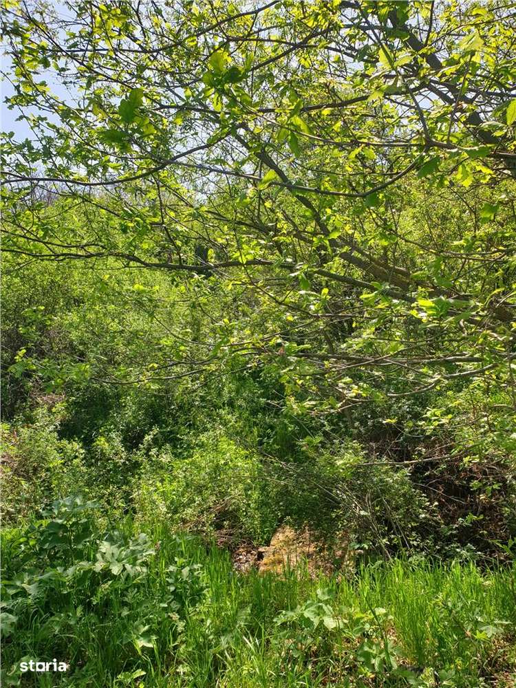 Teren intravilan cu parau si padure in Uileacu de Munte - Imagine principală: 3/3