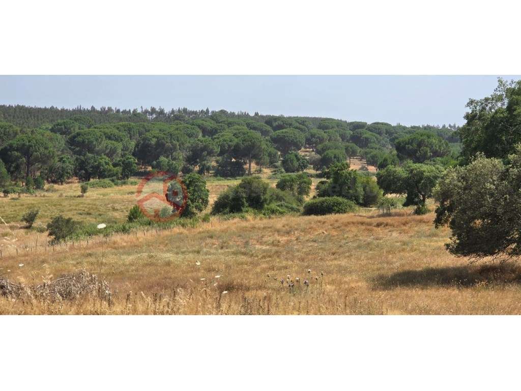 Herdade com 87 Hectares com Sobreiros, Eucaliptos, Pinheiros Mansos... - Grande imagem: 2/57