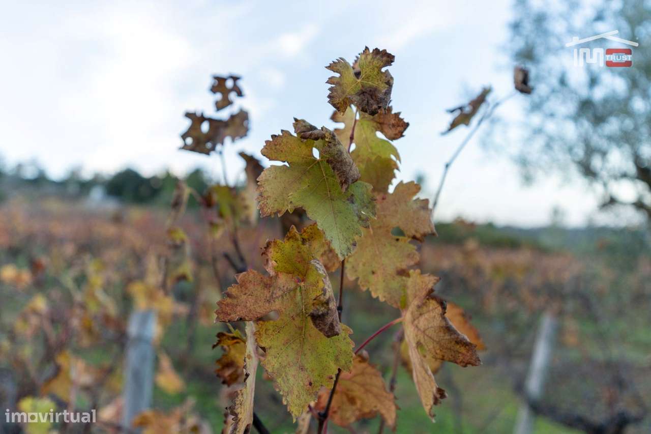 VINHA PARA ARRENDAR COM 1379 SEPAS VARIAS CASTAS EM SOBRAL/BAIRRO O... - Grande imagem: 4/14