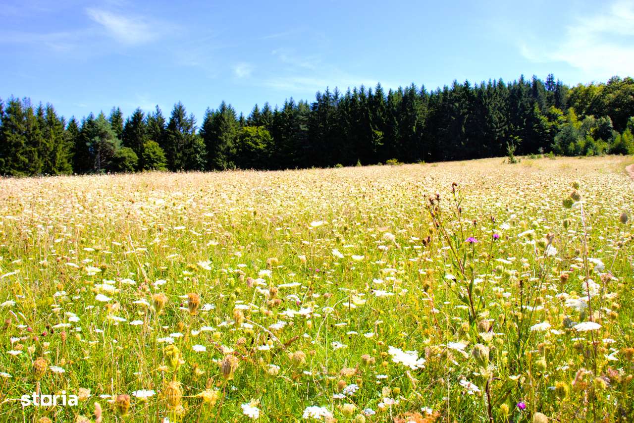 Ocazie rară 12 hectare teren extravilan,pășune sub prețul pieței - Imagine principală: 1/9