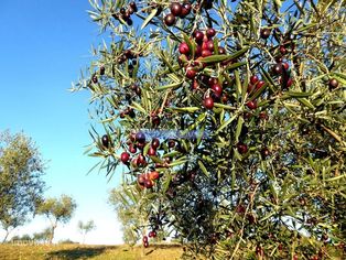 88ha c/ Olival, Cortiça, Floresta e terra p/ novas plantações. Port... - Grande imagem: 2/9