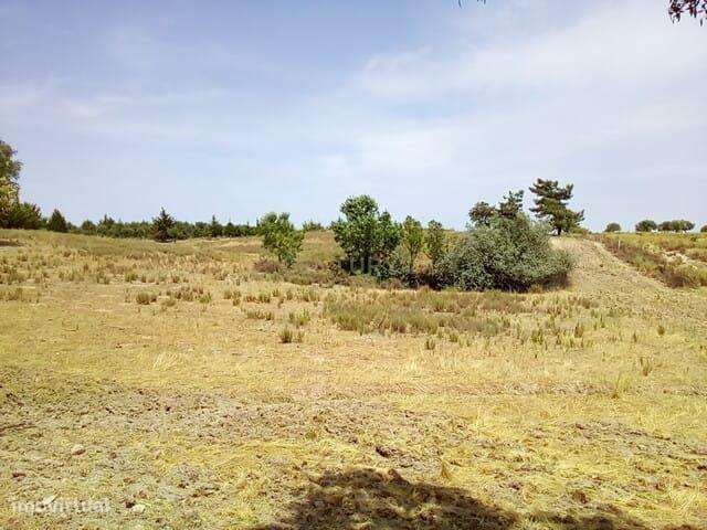 Terreno rústico com 18 ha, Lardosa - Grande imagem: 2/10