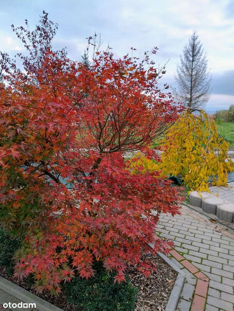 Piękny dom w otoczeniu zieleni na dużej działce.-13