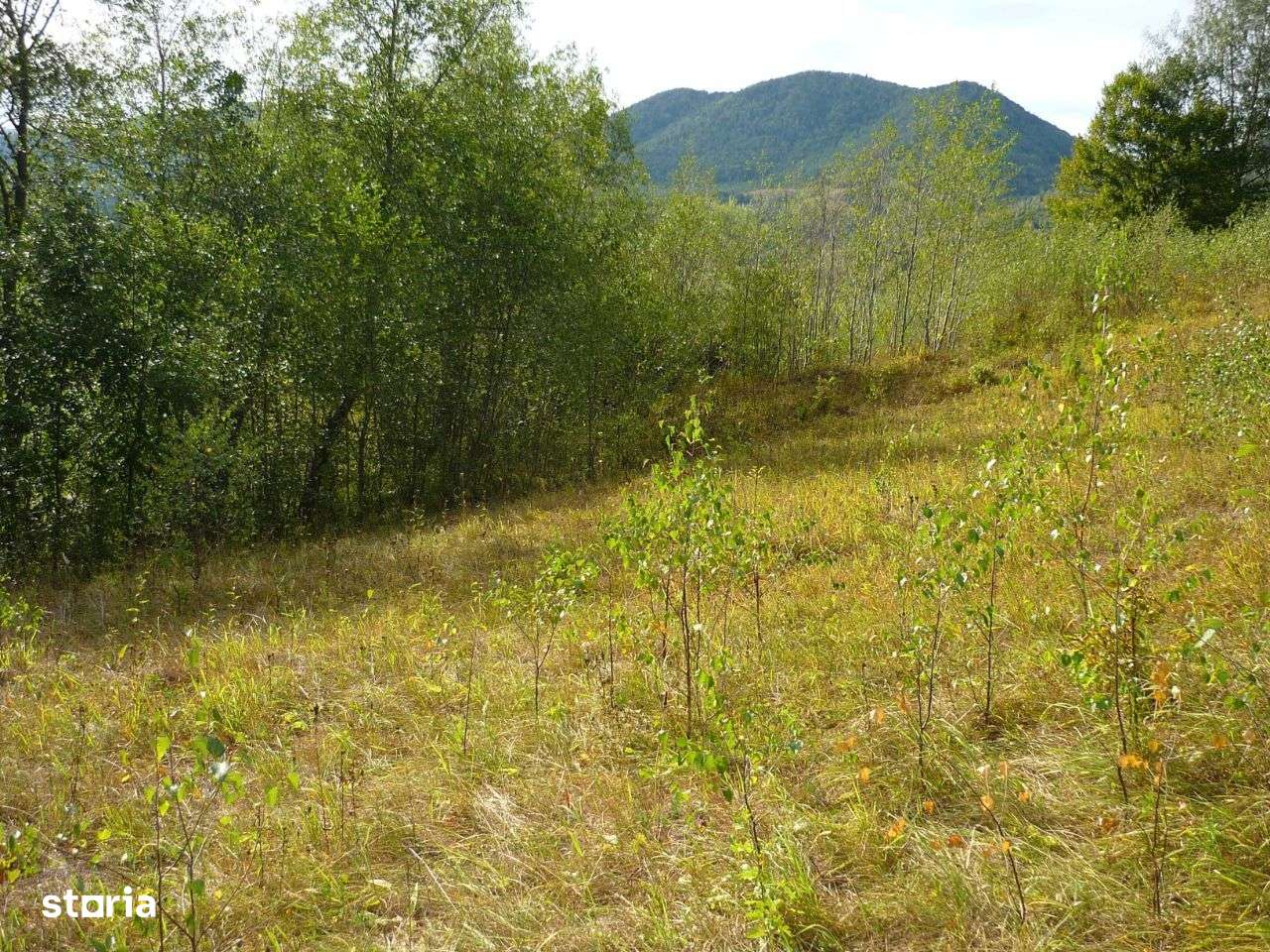 Teren Lepsa / Tulnici, 10.199 mp - Imagine principală: 5/11