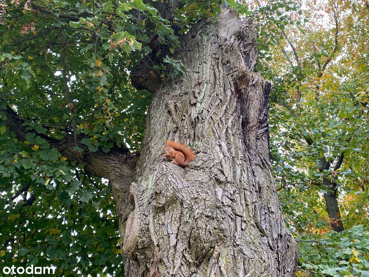 Widok na Pałac Kultury I 6 Parków I Śliczne 3-pok I Cicho I Balkon-16