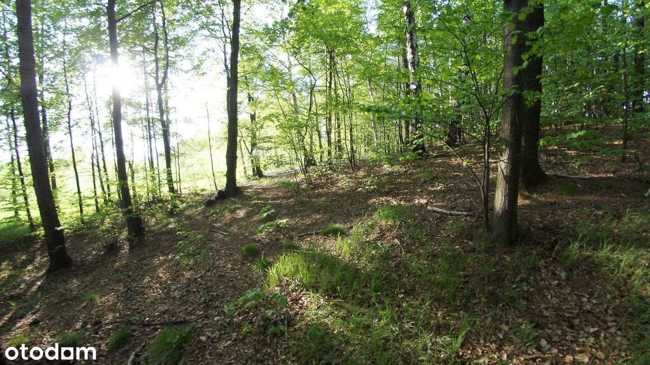Rybnik - Malownicza działka leśna na sprzedaż-2