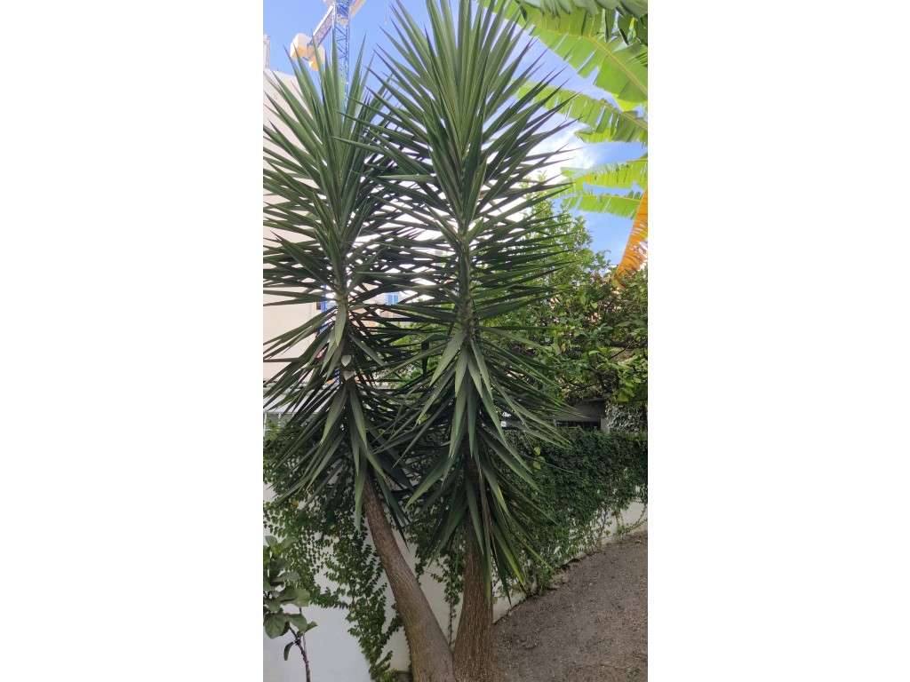 **Venda de Apartamento T2 com Jardim Privativo próximo da Avenida d...-54