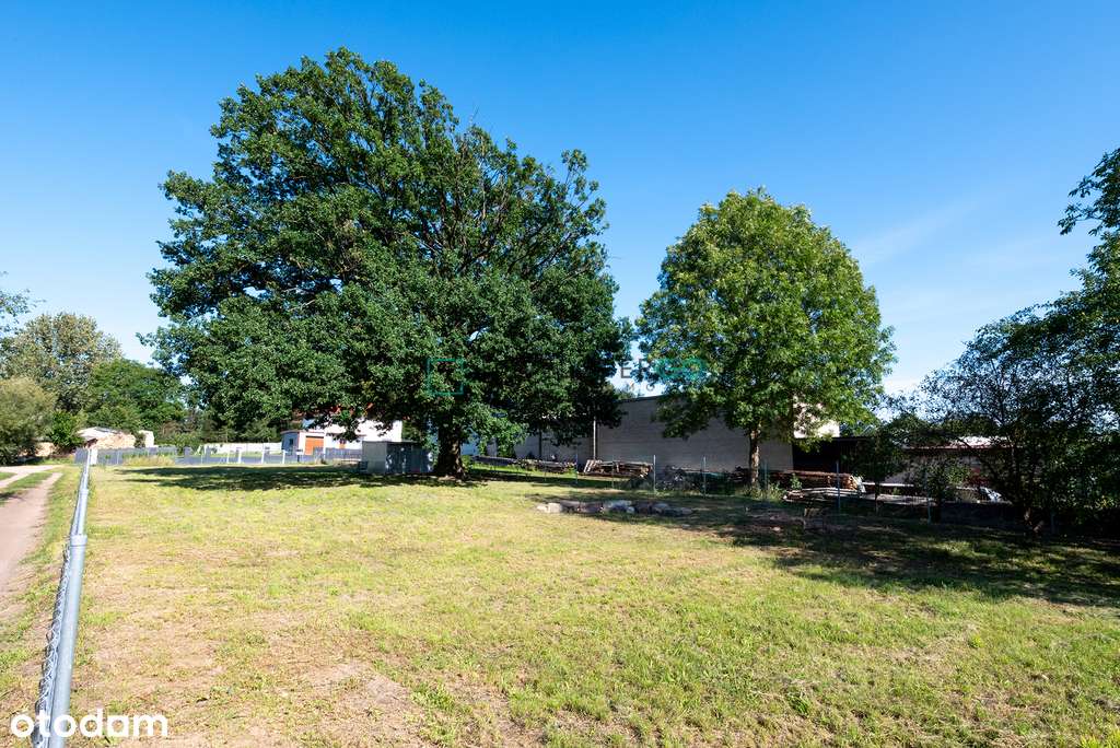 Gotowa działka pod dom z pięknym starym drzewem - Pełny obrazek: 4/5