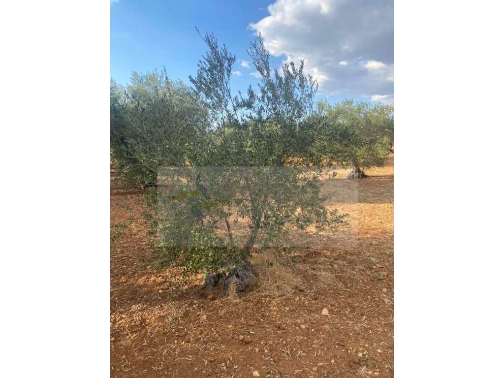 Quintinha Agricola em Vila Nova de São Bento-7