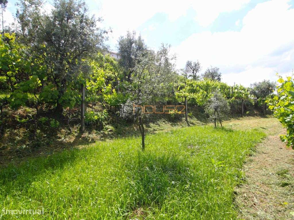Quinta agrícola - 45 minutos do Porto-41