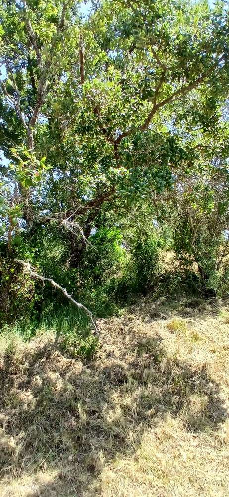 Terreno de construção em Furadouro, Sabacheira no concelho de Tomar - Grande imagem: 3/12