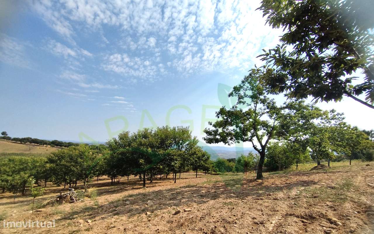 Terreno com castanheiros em Penela da Beira - Grande imagem: 3/15