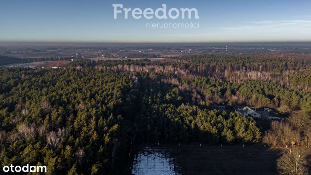 Działka leśny azyl blisko Tarczyna - Pełny obrazek: 4/14