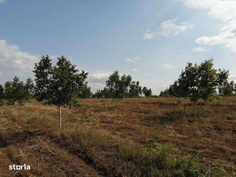 Vand livada de nuci 5ha - Imagine principală: 5/7