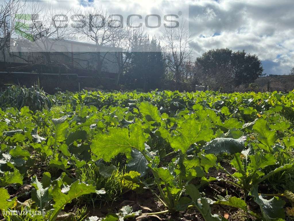 Magnifica Quinta a confinar com Rio Zêzere-19