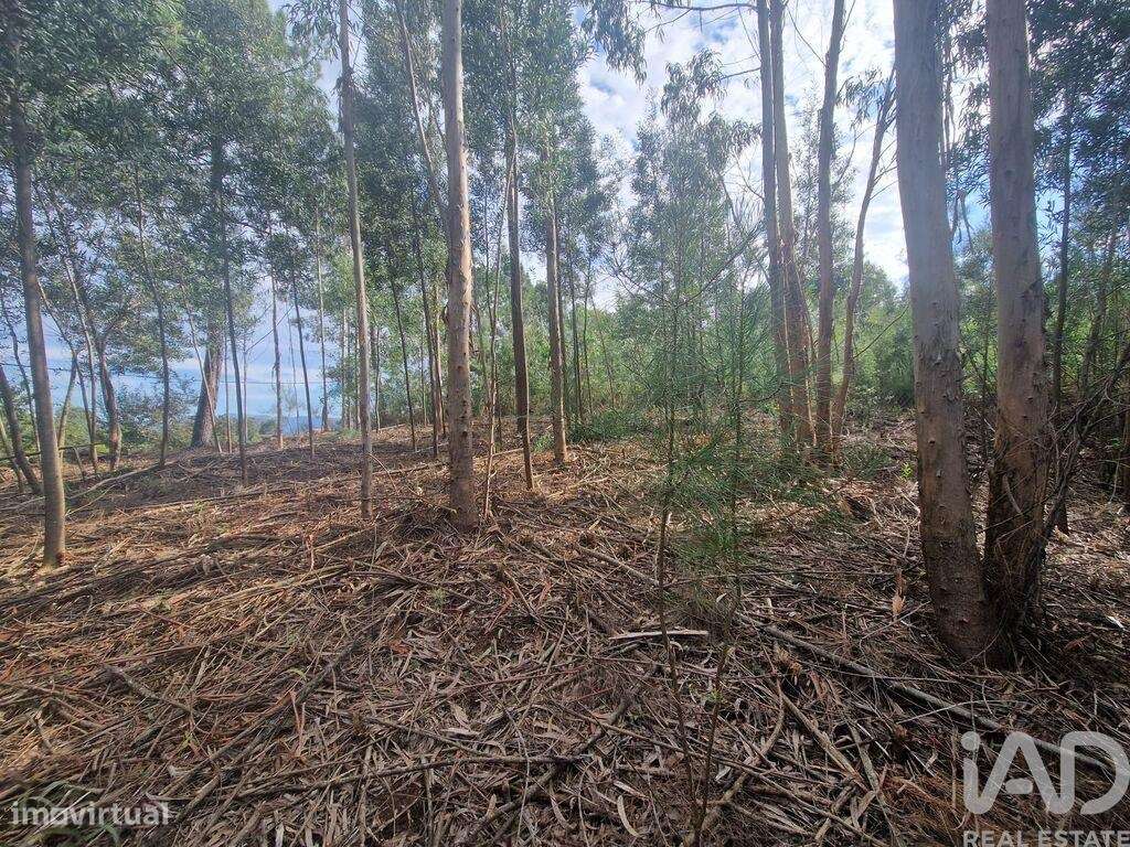 Terreno para construção em Nogueira, Meixedo e Vilar de Murteda de 321 - Grande imagem: 4/30