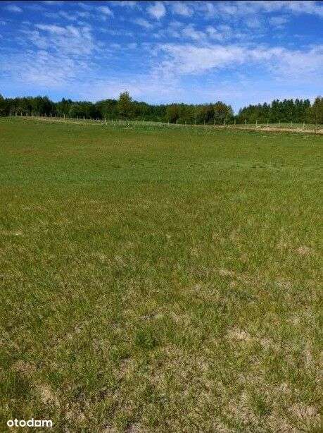 3000m2 z wydanymi warunkami zabudowy, ogrodzona. - Pełny obrazek: 4/14