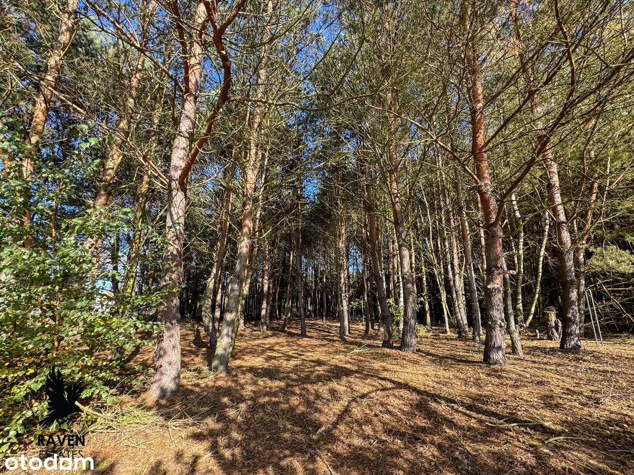 Zamieszkaj wśród drzew – działka z pozwoleniem na budowę-5