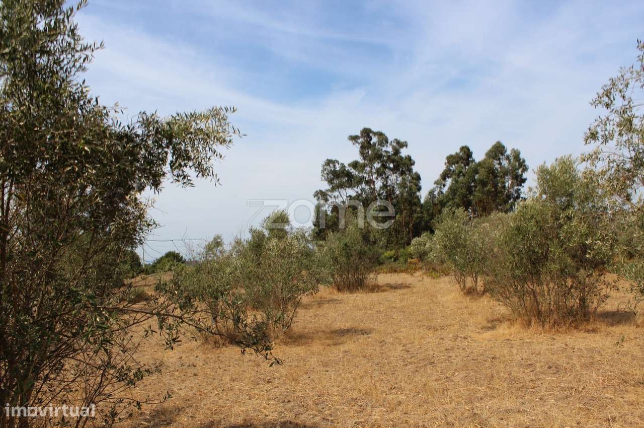 Terreno Rústico com Olival em Paranhos da Beira, Seia - Grande imagem: 2/16