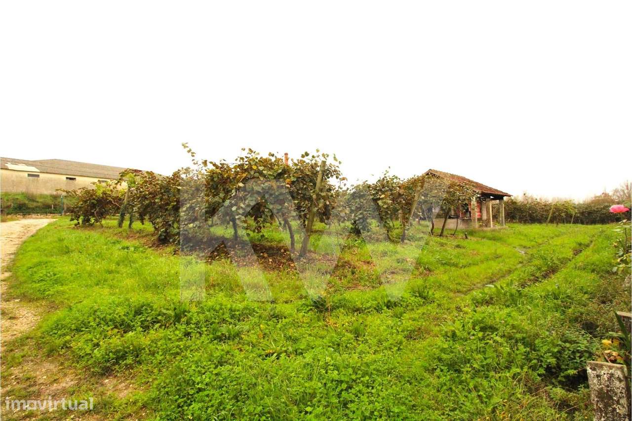 Bairro Operário em Banda em Paleão, Soure - Restaure e Rentabilize! - Grande imagem: 5/24