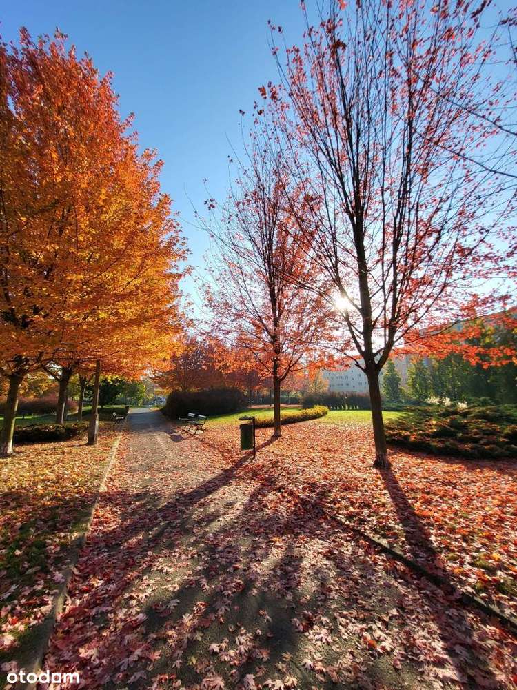 Wolne od zaraz, do remontu, z widokiem na park!-9