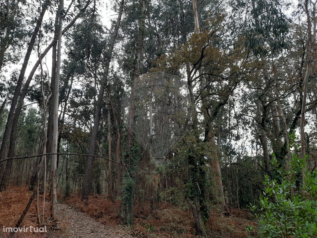 Terreno  para venda