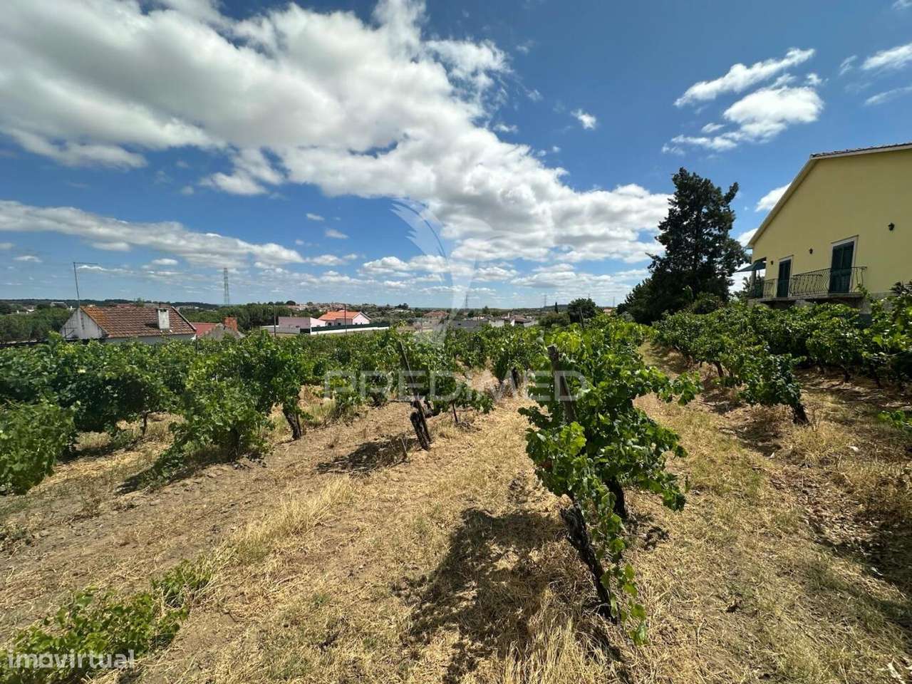 Terreno Rústico com vinha - Grande imagem: 4/4