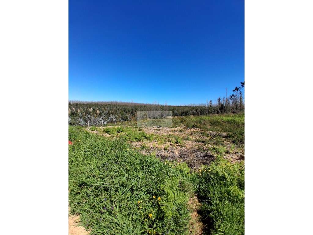 Terreno Urbano com 5.660 m² Espaço, Potencial e Localização - Grande imagem: 5/6