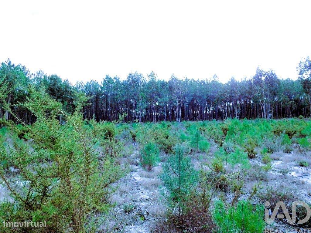 Terreno Agrícola em Pataias e Martingança - Grande imagem: 5/16
