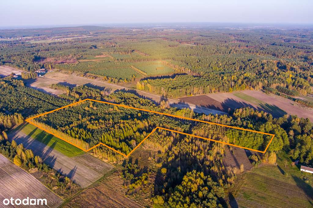 Działka 3,3 ha. Zalesiona wg projektu. Okazja! - Pełny obrazek: 4/8