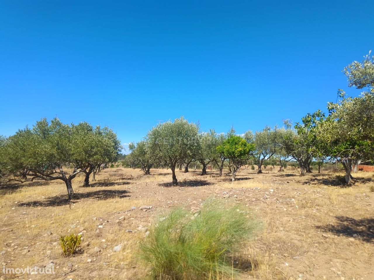 Terreno rustico em Malpica do Tejo, Castelo Branco