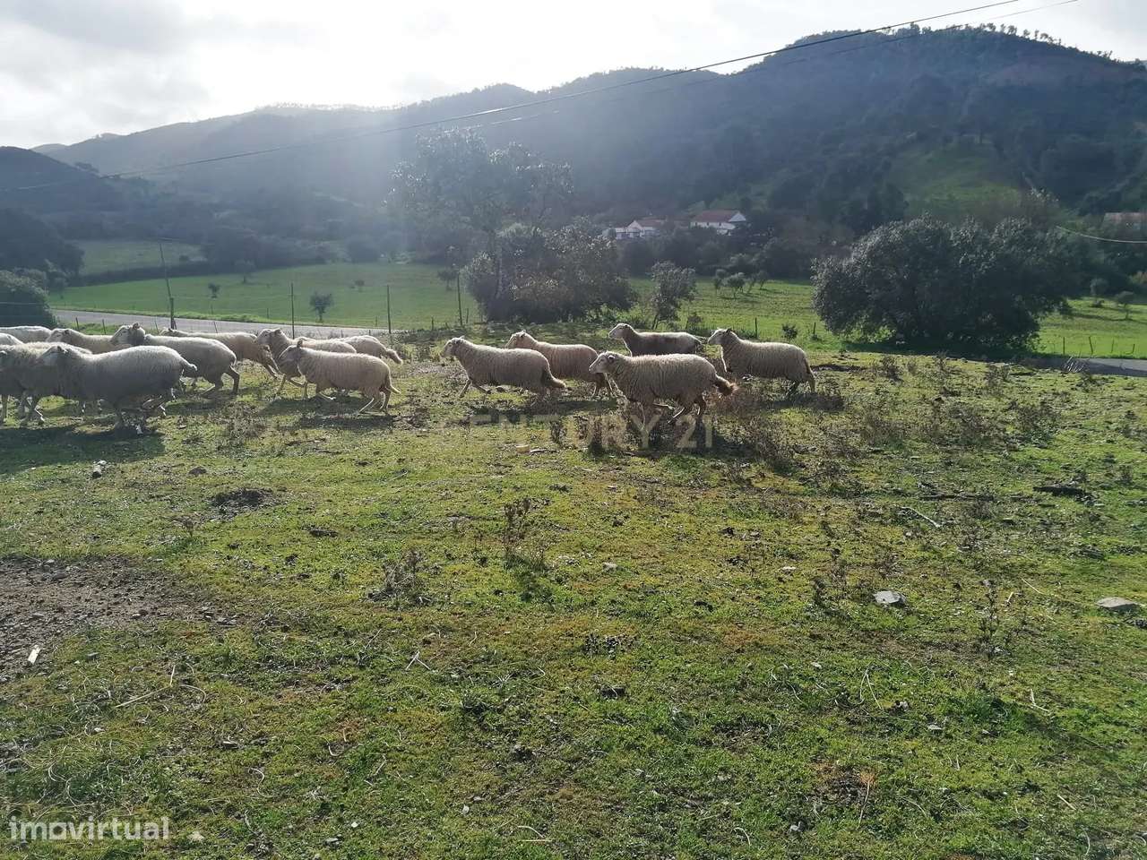 Terreno urbano na zona de Ribeira de Odelouca, freguesia São Barnabé. - Grande imagem: 4/11