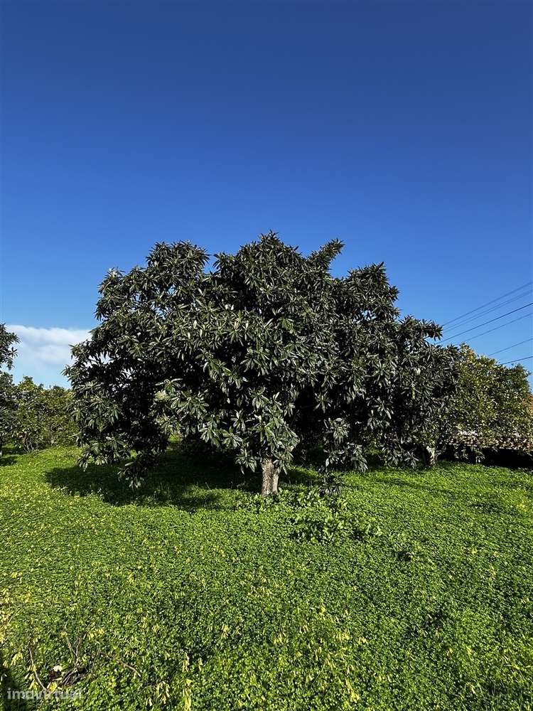 Terreno Urbano  Venda em Cortiçadas de Lavre e Lavre,Montemor-o-Novo-11