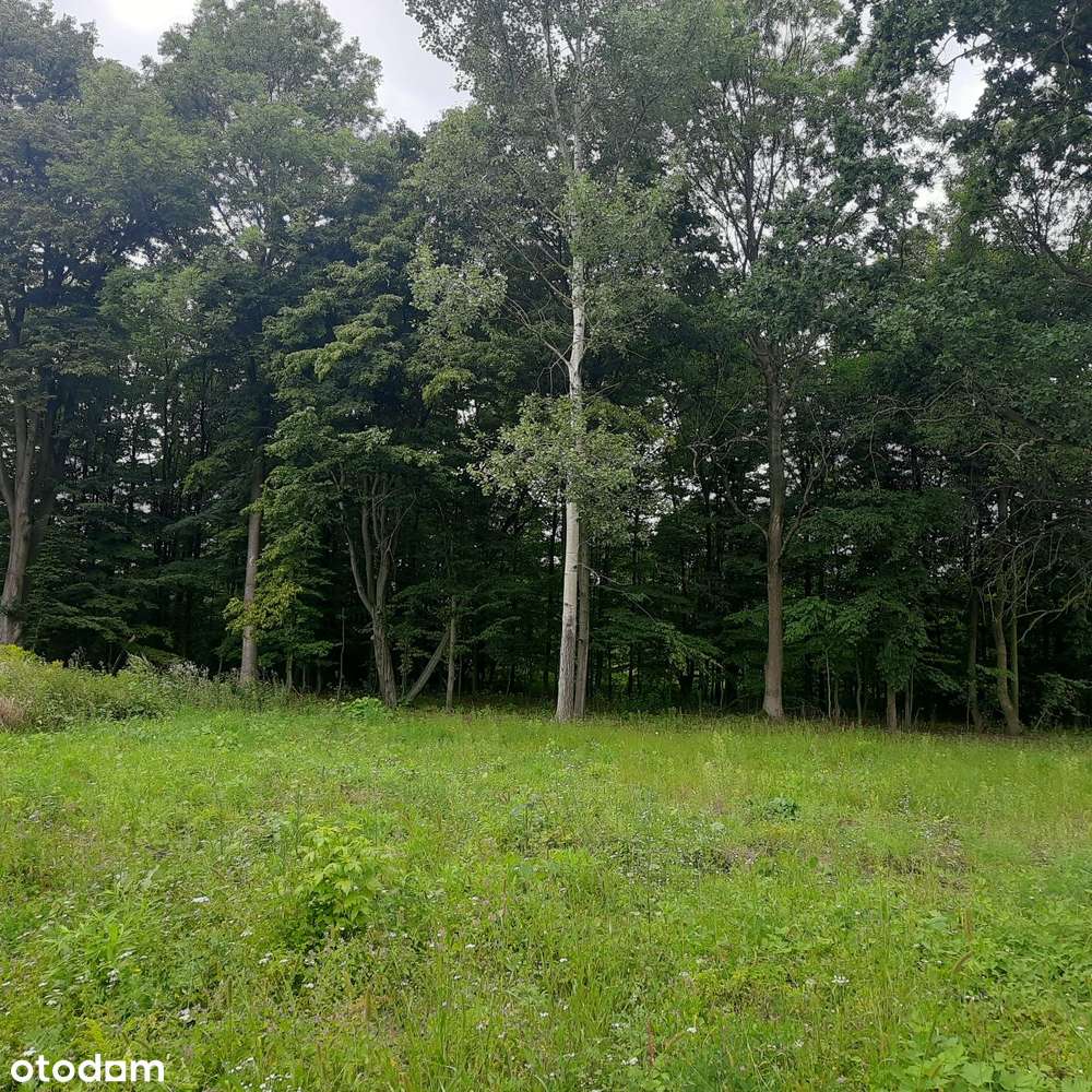 Działka budowlana Aleksandria, Puszcza Mariańska-2